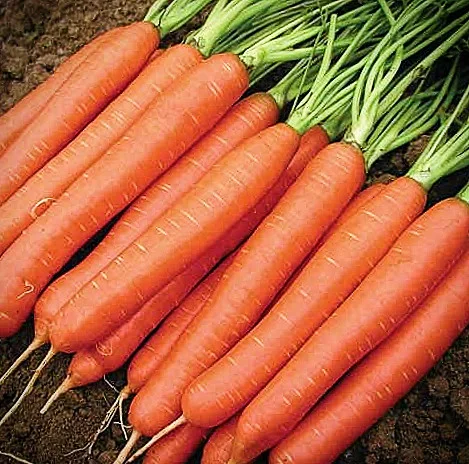 Морковь  Красный великан Морковь  Красный великан