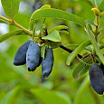 Жимолость съедобная Югана