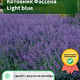 Котовник Фассена Light blue