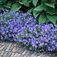 Герань (Аистов клюв) гибридная Johnson`s Blue