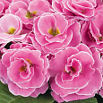 Примула махровая Розелла Пинк Роуз Шейдес