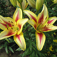 Лилия ОА-гибрид Санни Краун