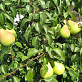 Груша плодовая Кокинская