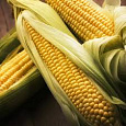 Кукуруза Золотой батам Кукуруза Золотой батам