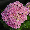Гортензия крупнолистовая Перфекшен
