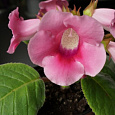 Глоксиния Харизма Розовая