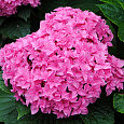 Гортензия крупнолистовая Ю энд ми тугезе