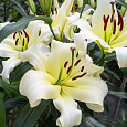 Лилия ОТ-гибрид Рексона