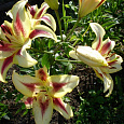 Лилия ОА-гибрид Санни Краун