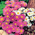 Астра альпийская Смесь окрасок