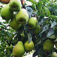 Груша Обыкновенная Русская красавица