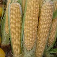 Кукуруза Золотой батам Кукуруза Золотой батам