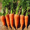 Морковь Шантенэ Роял Морковь Шантенэ Роял