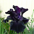 Ирис германский O  So  Very