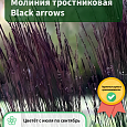 Молиния тростниковая Black arrows