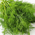 Укроп Аллигатор