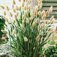 Декоративные злаки Зайцехвост