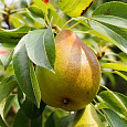 Груша плодовая Кокинская