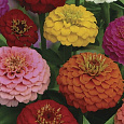 Цинния лиллипут Смесь окрасок