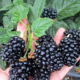 Ежевика Кайова