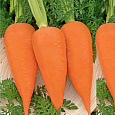 Морковь МО Морковь МО