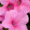 Петуния грандифлора Игл Пинк Вейн