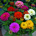 Цинния Гиганты Бенари Микс