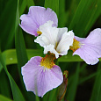 Ирис сибирский Pleasures of May