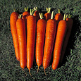 Морковь Император Морковь Император