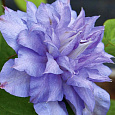 Клематис крупноцветковый Блю Экспложен