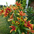 Лилия ОА-гибрид Кавери