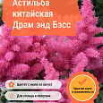 Астильба китайская Драм энд Бэсс Астильба китайская Драм энд Бэсс
