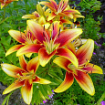Лилия ОА-гибрид Авалон Сансет