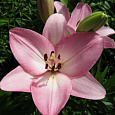 Лилия ЛА-гибрид Албуфейра