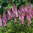 Астильба китайская Розенкертц