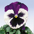 Виола крупноцветковая Селло Виолет Фэйс
