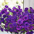 Петуния ампельная Опера Синяя