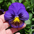 Виола крупноцветковая Карма Блю Баттерфляй