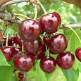 Вишня обыкновенная Ровесница