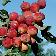 Яблоня карликовая Антоша