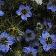 Нигелла Посевная Дива