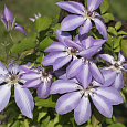 Клематис крупноцветковый Серафина