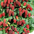 Ежевика гибридная Loganberry