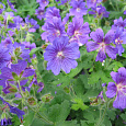 Герань (Аистов клюв) гибридная Johnson`s Blue